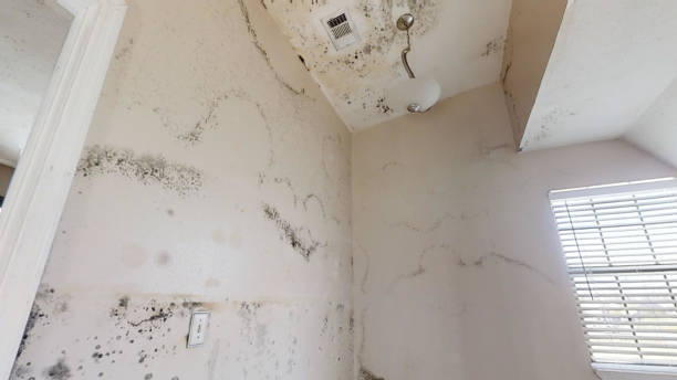 Best Residential Mold Inspection & Testing  in Shelby, MI