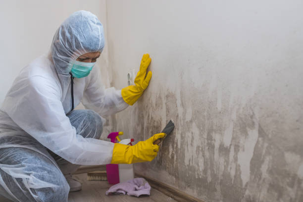 Mold Documentation for Insurance Claims in Shelby, MI