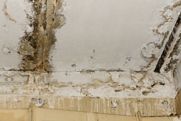 Best Post-Construction Mold Inspection  in Shelby, MI