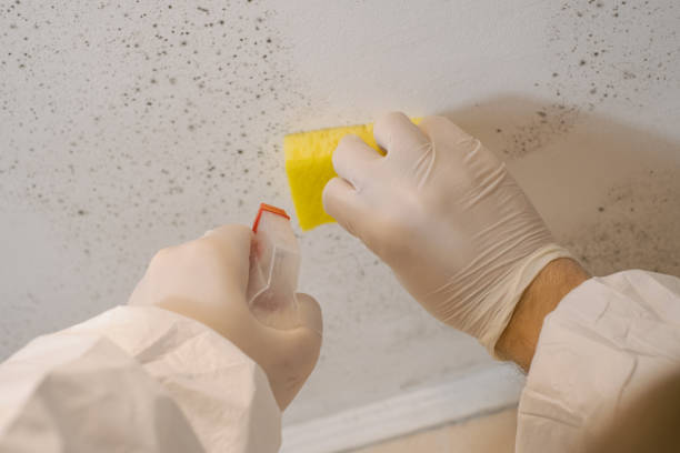 Best Mold Prevention Services  in Shelby, MI