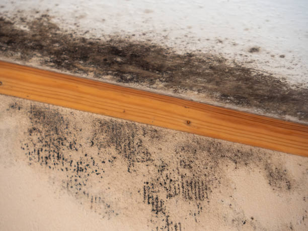 Asbestos and Lead Testing During Mold Inspection in Shelby, MI
