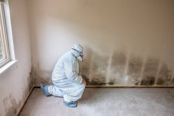 Best HVAC Mold Inspection and Cleaning  in Shelby, MI