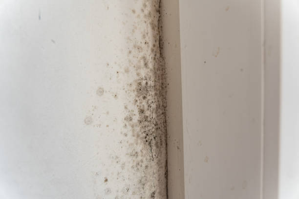 Best Airborne Mold Testing  in Shelby, MI